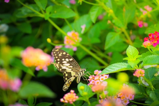 Beautiful Butterfly on Colorful Flower, nature background