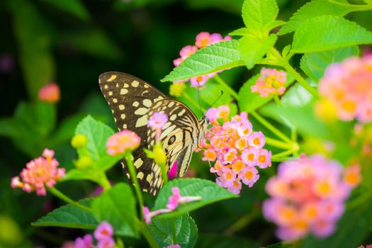 Beautiful Butterfly on Colorful Flower, nature background