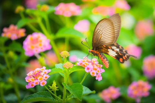 Beautiful Butterfly on Colorful Flower, nature background