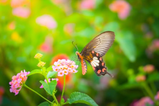 Beautiful Butterfly on Colorful Flower, nature background