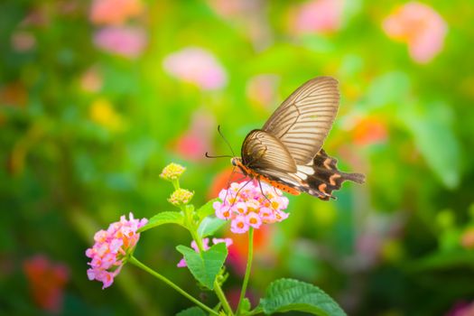 Beautiful Butterfly on Colorful Flower, nature background