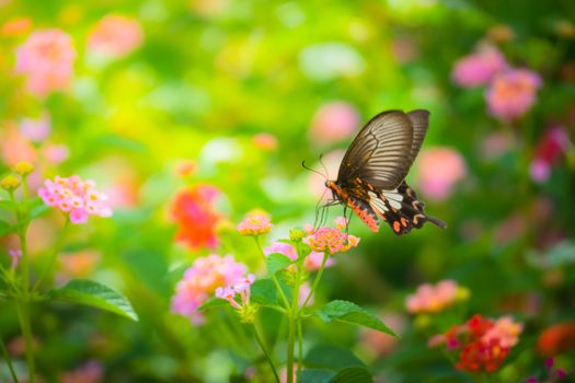 Beautiful Butterfly on Colorful Flower, nature background