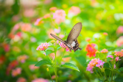 Beautiful Butterfly on Colorful Flower, nature background