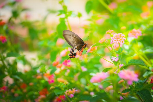 Beautiful Butterfly on Colorful Flower, nature background