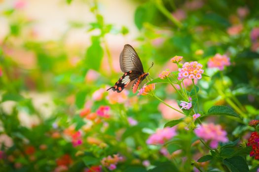 Beautiful Butterfly on Colorful Flower, nature background