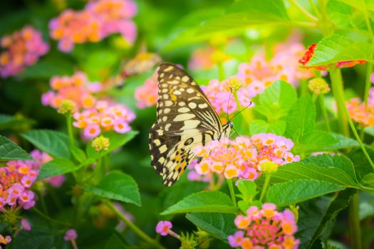 Beautiful Butterfly on Colorful Flower, nature background