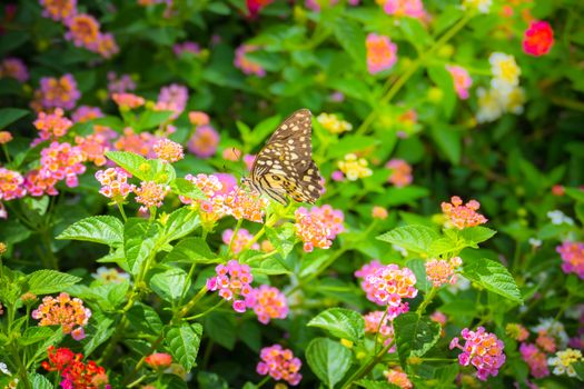 Beautiful Butterfly on Colorful Flower, nature background