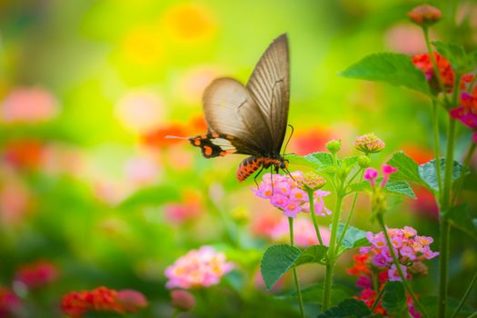 Beautiful Butterfly on Colorful Flower, nature background