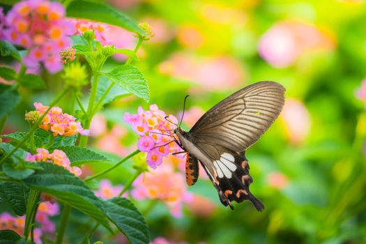 Beautiful Butterfly on Colorful Flower, nature background