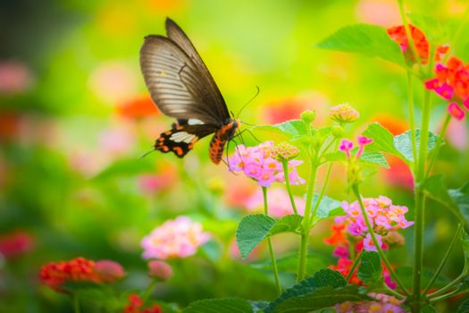 Beautiful Butterfly on Colorful Flower, nature background