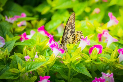 Beautiful Butterfly on Colorful Flower, nature background