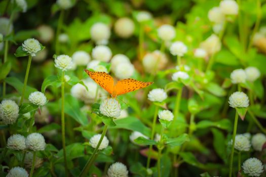 Beautiful Butterfly on Colorful Flower, nature background