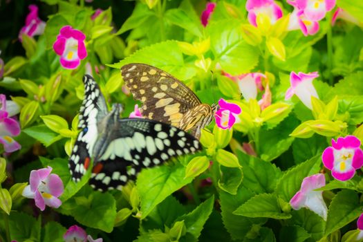 Beautiful Butterfly on Colorful Flower, nature background