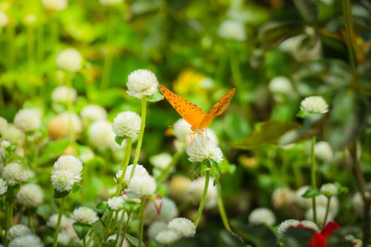 Beautiful Butterfly on Colorful Flower, nature background