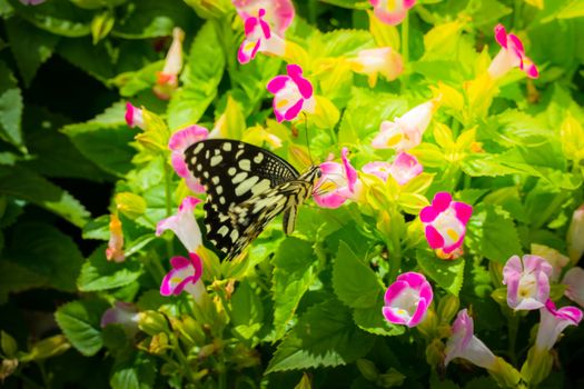 Beautiful Butterfly on Colorful Flower, nature background