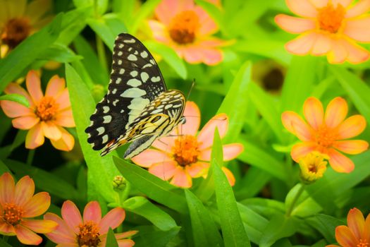 Beautiful Butterfly on Colorful Flower, nature background