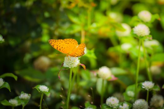 Beautiful Butterfly on Colorful Flower, nature background