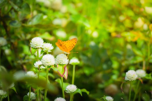 Beautiful Butterfly on Colorful Flower, nature background