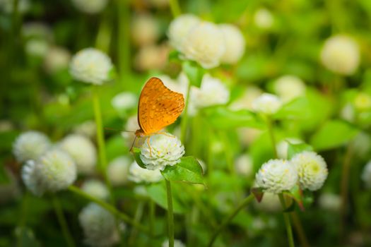 Beautiful Butterfly on Colorful Flower, nature background