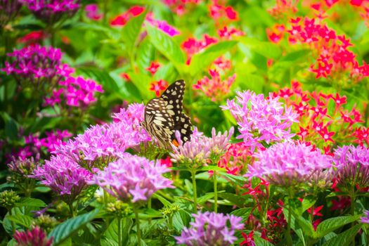 Beautiful Butterfly on Colorful Flower, nature background