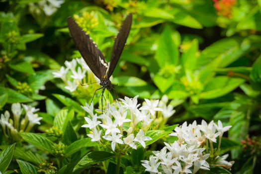 Beautiful Butterfly on Colorful Flower, nature background