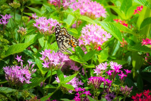 Beautiful Butterfly on Colorful Flower, nature background