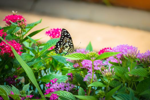 Beautiful Butterfly on Colorful Flower, nature background