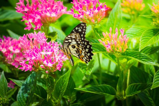 Beautiful Butterfly on Colorful Flower, nature background