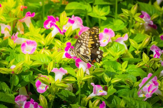 Beautiful Butterfly on Colorful Flower, nature background