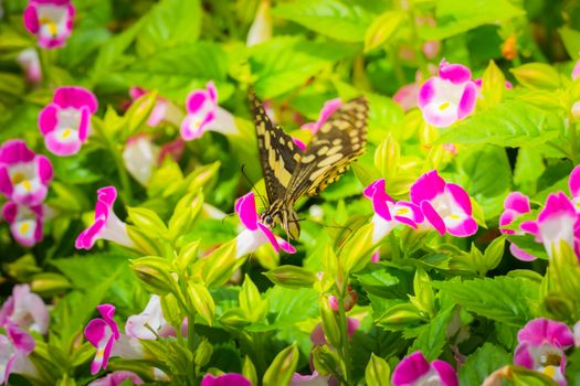 Beautiful Butterfly on Colorful Flower, nature background