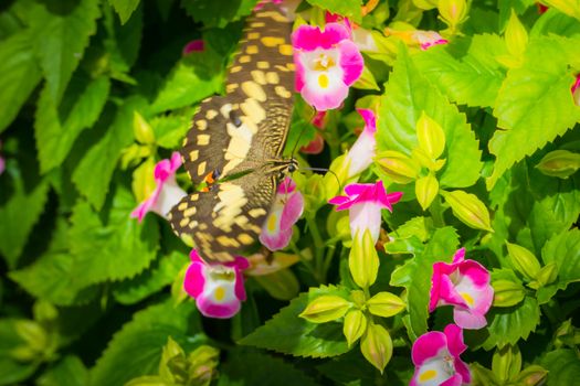 Beautiful Butterfly on Colorful Flower, nature background