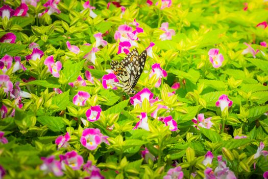 Beautiful Butterfly on Colorful Flower, nature background