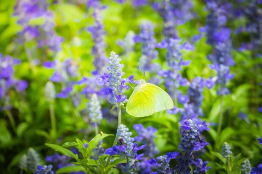 Beautiful Butterfly on Colorful Flower, nature background