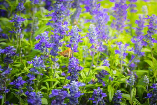 Beautiful Butterfly on Colorful Flower, nature background