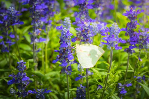 Beautiful Butterfly on Colorful Flower, nature background