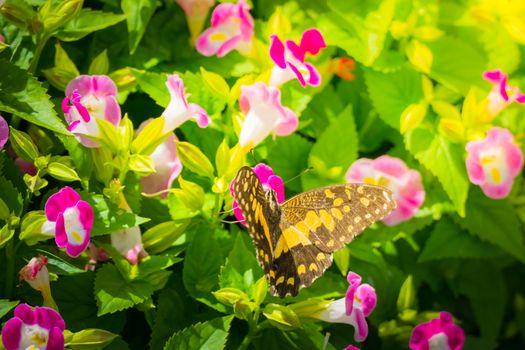 Beautiful Butterfly on Colorful Flower, nature background