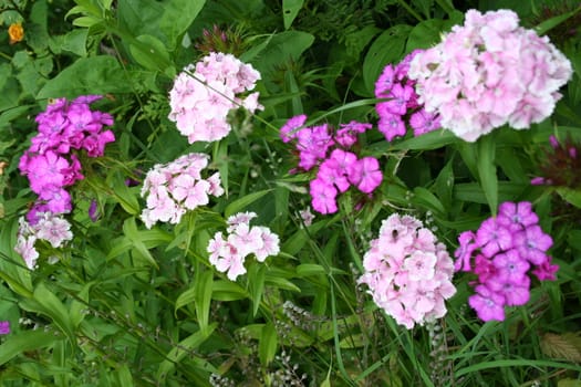 dianthus barbatus