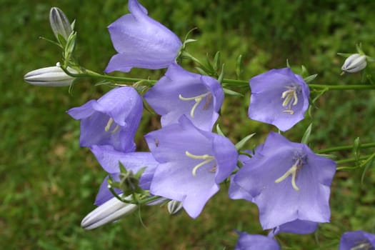 campanula persicifolia