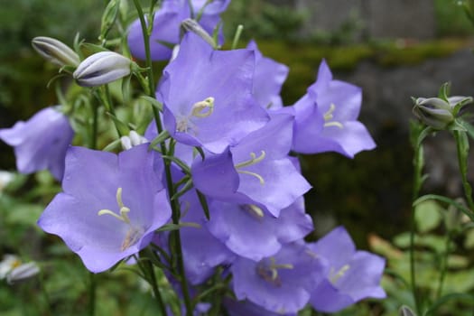 campanula persicifolia