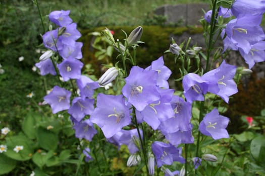 campanula persicifolia