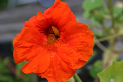 tropaeolum majus