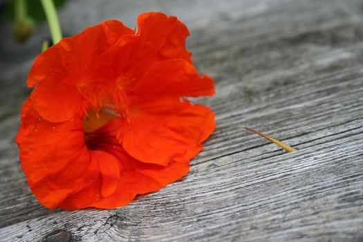 tropaeolum majus