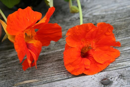 tropaeolum majus