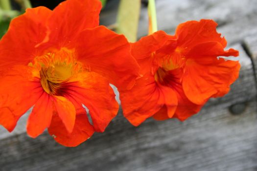 tropaeolum majus