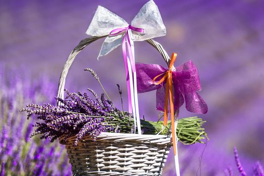 lavender field in south of France with decorative basket