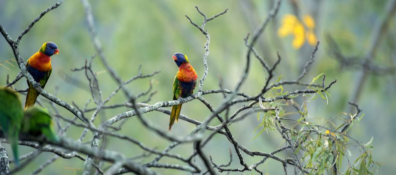 Rainbow lorikeets out in nature during the day, Queensland.