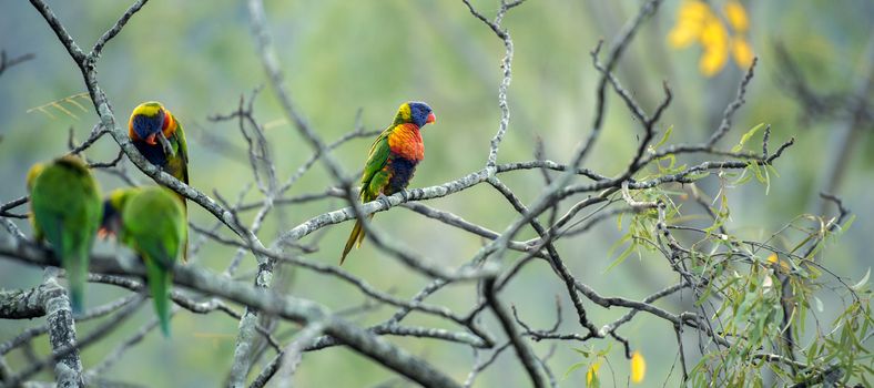 Rainbow lorikeets out in nature during the day, Queensland.