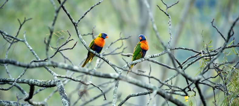 Rainbow lorikeets out in nature during the day, Queensland.