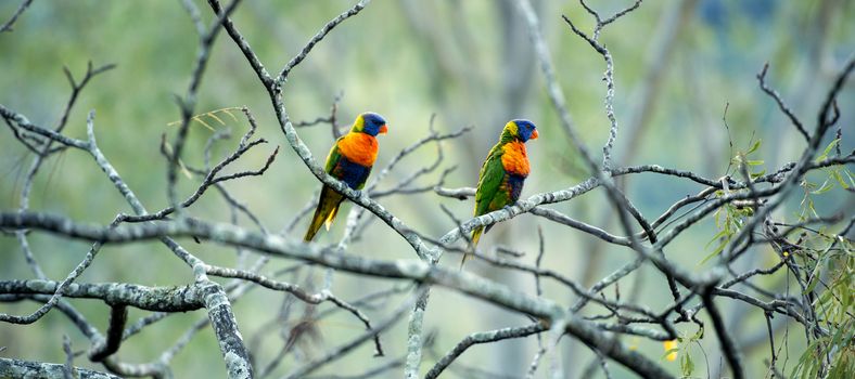 Rainbow lorikeets out in nature during the day, Queensland.