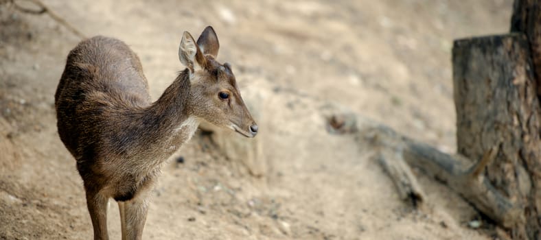 Deer outside during the day in Queensland.